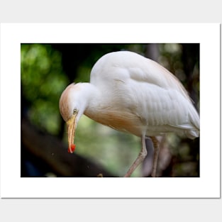 Cattle Egret Eating Posters and Art